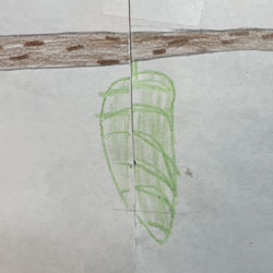 drawing of a cocoon