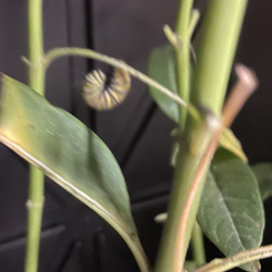 monarch caterpillar