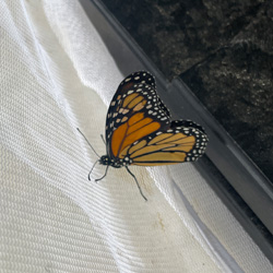 monarch butterfly