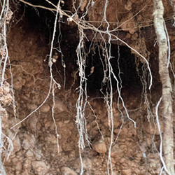 roots hanging over cave entrance