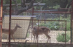 deer in caged area