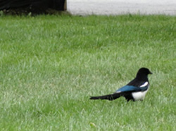 bird on ground