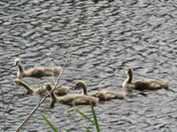 ducks swimming