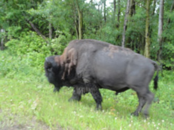 bison