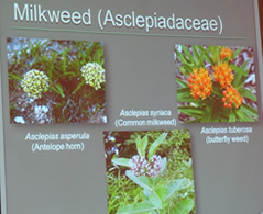 milkweed images