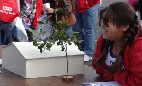 participant looking at sapling art display